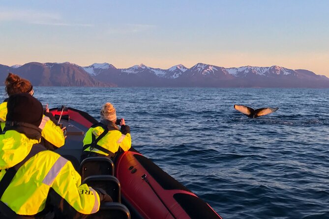 Big Whales & Puffins RIB boat tour from Húsavík - Price and value: is about $203.16 worth it?