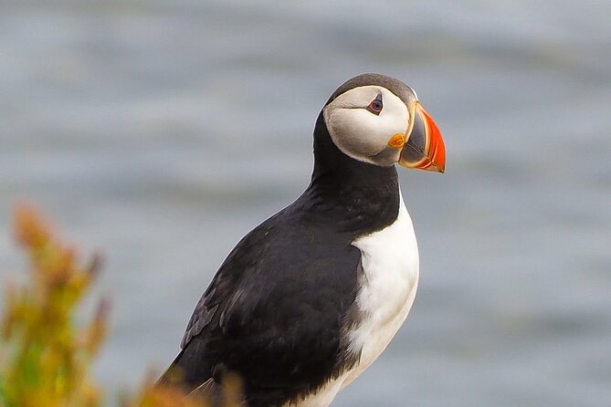 Big Whales & Puffins RIB boat tour from Húsavík - Who should book, and who should plan a backup