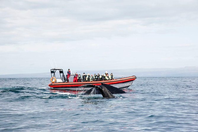 Big Whales & Puffins RIB boat tour from Húsavík - The two-hour hunt: what you’re doing at sea