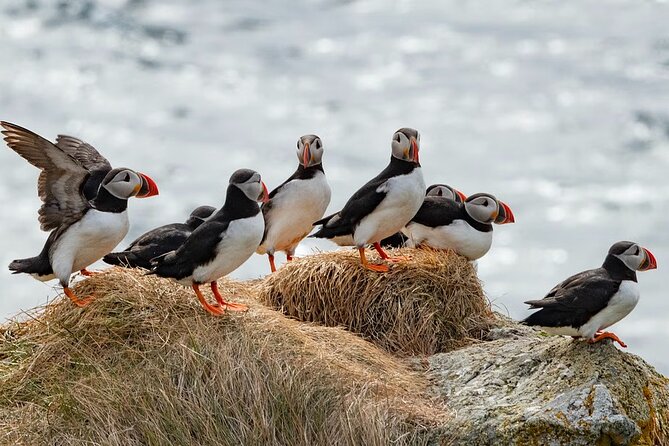 Borgarfjörður Eystri Puffin Tour from Seyðisfjörður Port - Key highlights you will actually care about