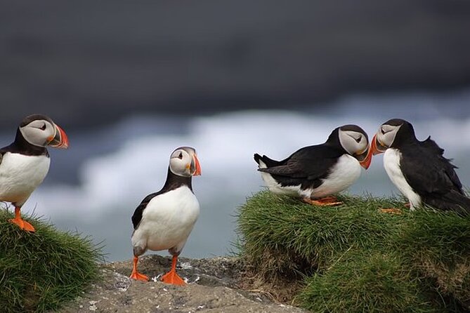 Borgarfjörður Eystri Puffin Tour from Seyðisfjörður Port - Why this 4-hour puffin tour works from Seyðisfjörður Port