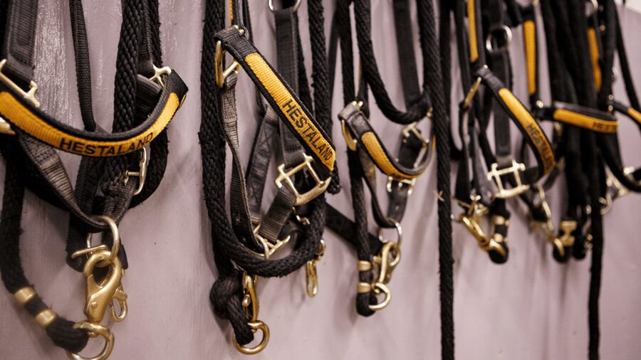 Borgarnes: Horseback Riding Tour with Prep Lesson - Horseback Riding From Hestaland, about 15 Minutes from Borgarnes