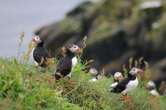 Classic Puffin Watching Cruise from Downtown Reykjavík - Key Highlights You Should Know