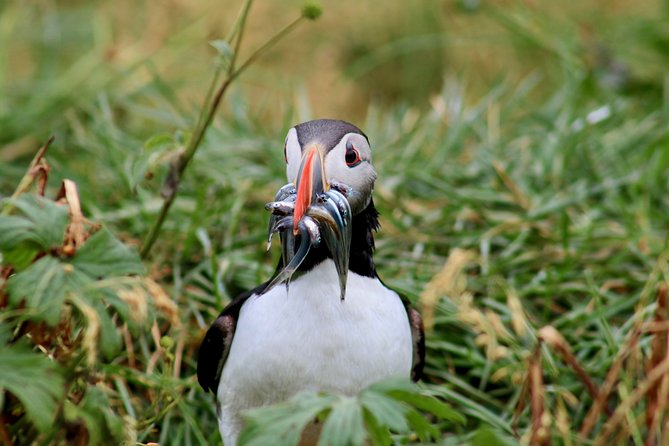 Classic Puffin Watching Cruise from Downtown Reykjavík - Seasickness, Choppy Water, and Best-Season Strategy