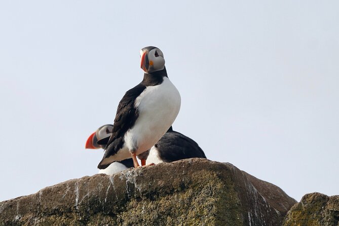 Classic Puffin Watching Cruise from Downtown Reykjavík - Who Should Book This Cruise, and Who Might Skip It