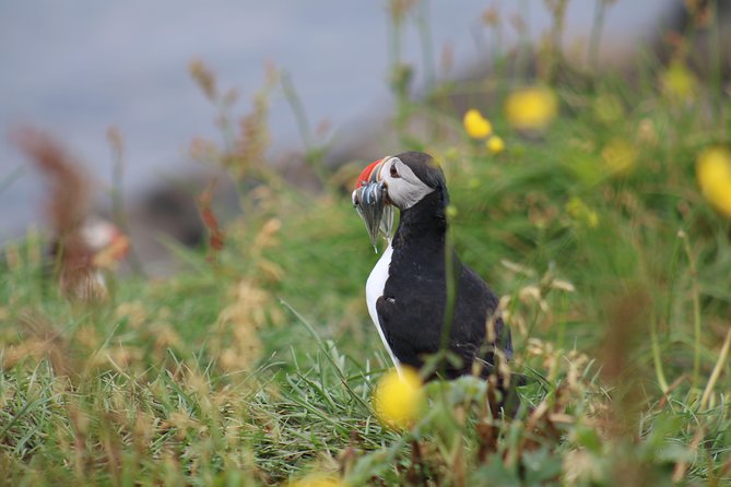 Classic Puffin Watching Cruise from Downtown Reykjavík - Should You Book the Classic Puffin Cruise from Downtown Reykjavík?