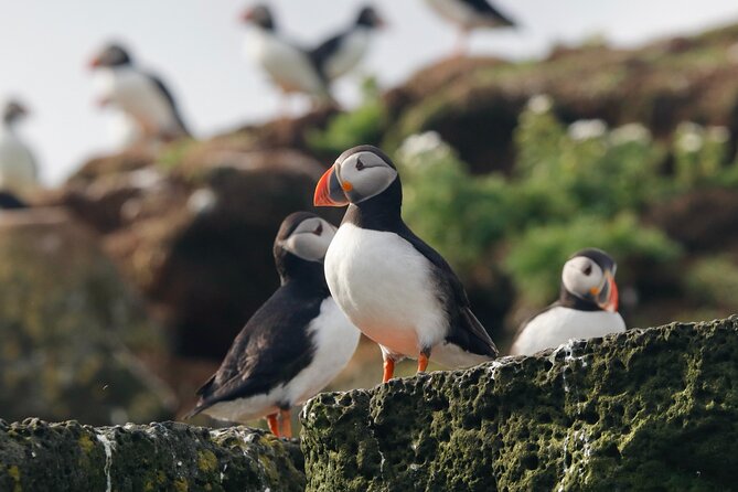 Classic Puffin Watching Cruise from Downtown Reykjavík - Puffin Islands Outside Reykjavík, Engey, Akurey, or Lundey