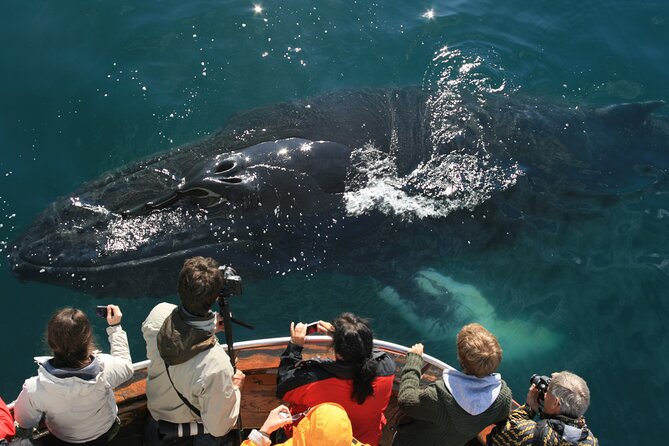 Classic Whale Watching from Dalvík Near Akureyri - Key highlights you’ll care about