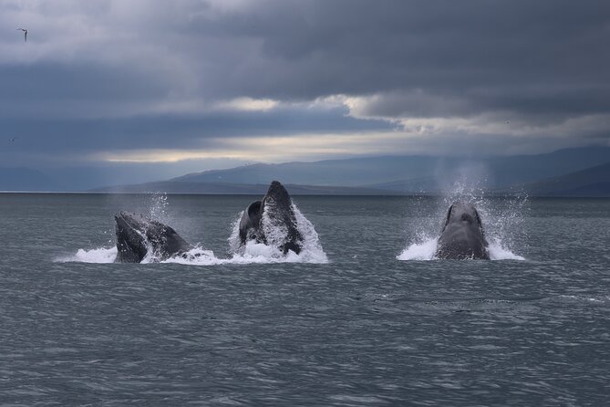 Classic Whale Watching from Dalvík Near Akureyri - Hrisey island sail-by: a “pearl” moment on the fjord route