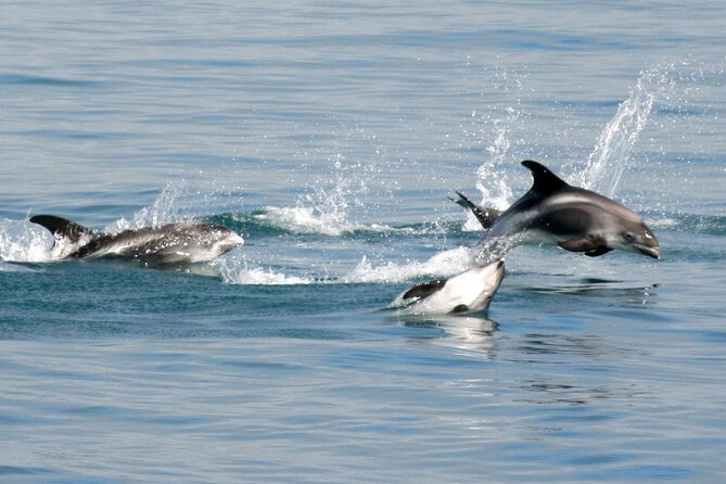 Classic Whale Watching from Dalvík Near Akureyri - Meeting point and the rhythm of a guided English tour