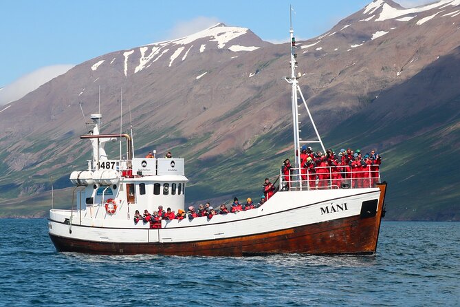 Classic Whale Watching from Dalvík Near Akureyri - Price and value: how $96.13 stacks up for a 3-hour whale hunt