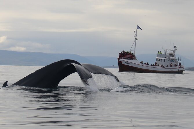 Classic Whale Watching from Dalvík Near Akureyri - Weather readiness: what to pack and what the cancellation safety net means