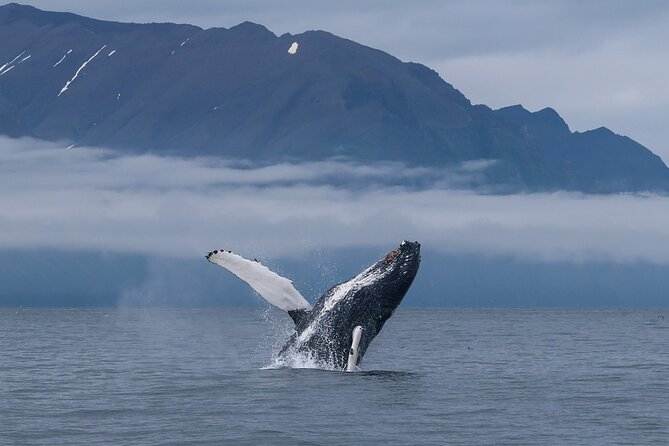 Classic Whale Watching from Dalvík Near Akureyri - Who should choose this Dalvík classic whale watching trip