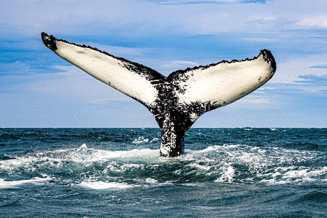Classic Whale Watching from Dalvík Near Akureyri - Eyjafjörður whale spotting: humpbacks and other species, no guarantees
