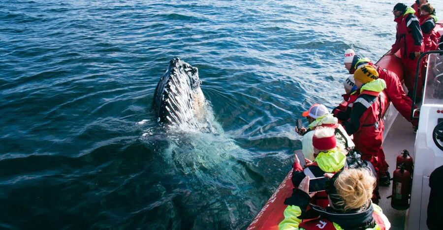 Dalvík: Whale Watching Speedboat Tour - Dalvík meet-up and gearing up for a 2-hour wildlife sprint