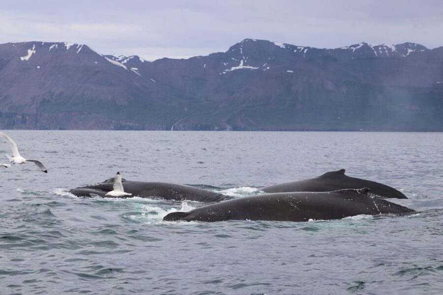 Dalvík: Whale Watching Speedboat Tour - Should you book the Dalvík whale watching speedboat tour?