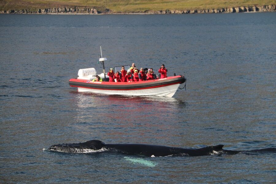 Dalvík: Whale Watching Speedboat Tour - The main 45 minutes: dolphin watching and the whale moment
