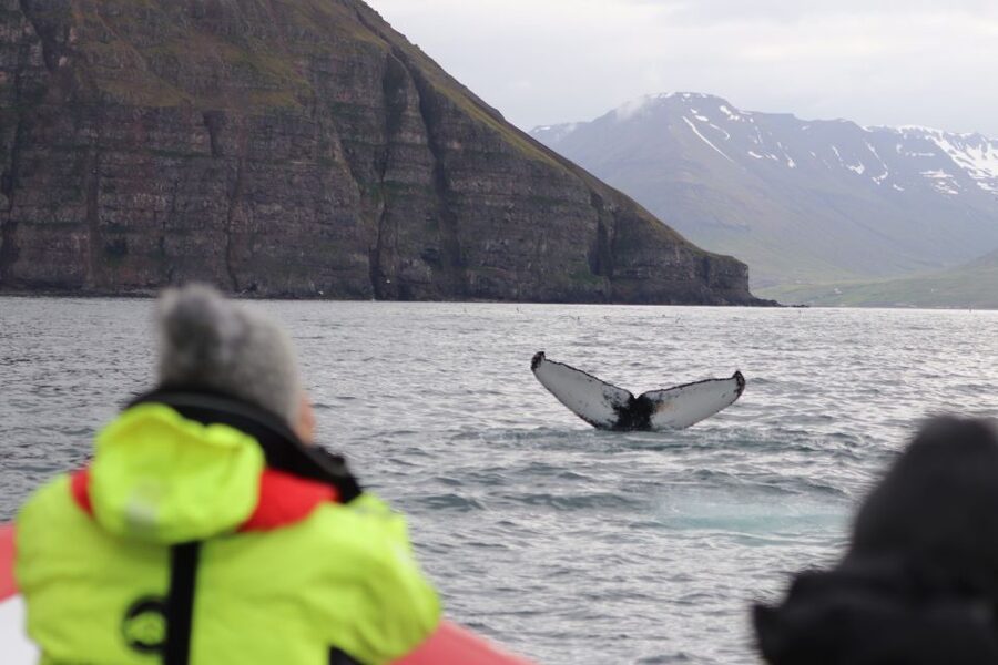Dalvík: Whale Watching Speedboat Tour - Back on the water for another 30 minutes of views