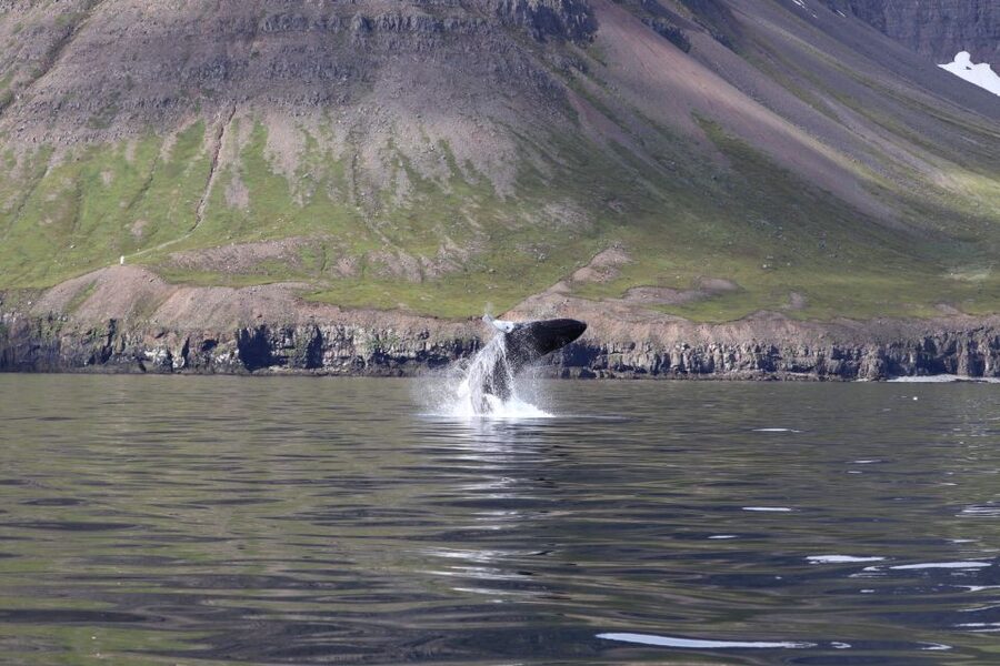 Dalvík: Whale Watching Speedboat Tour - Price and value: is $165 worth it for a 2-hour ride?