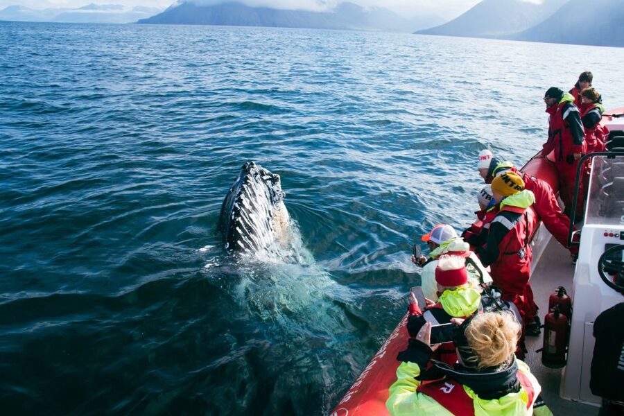 Dalvík: Whale Watching Speedboat Tour - Who this tour fits best, and who should pass