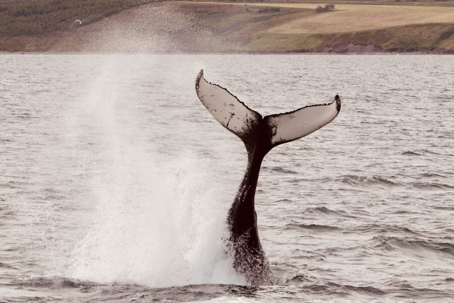 Dalvík: Whale Watching Speedboat Tour - What to pack and how to prepare for Eyjafjordur wind