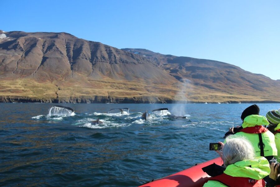 Dalvík: Whale Watching Speedboat Tour - The first cruise segment: Eyjafjordur scenic time plus marine spotting