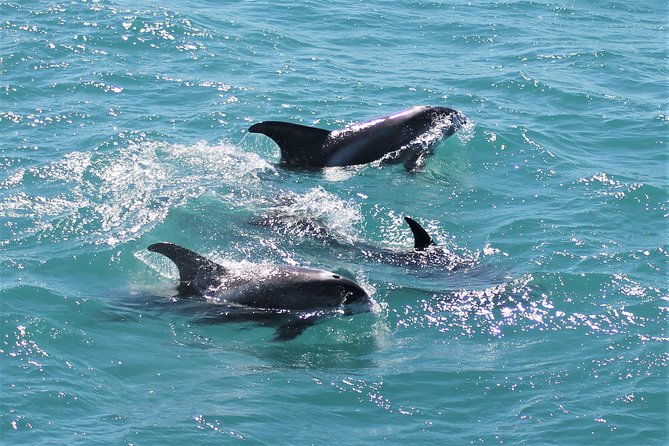 Deluxe Whale Watching and Whales of Iceland Exhibition Combo from Reykjavik - Who Should Book This (And Who Might Want to Adjust Expectations)