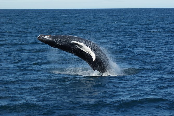 Deluxe Whale Watching and Whales of Iceland Exhibition Combo from Reykjavik - Should You Book This Deluxe Whale Watching + Whales of Iceland Combo?