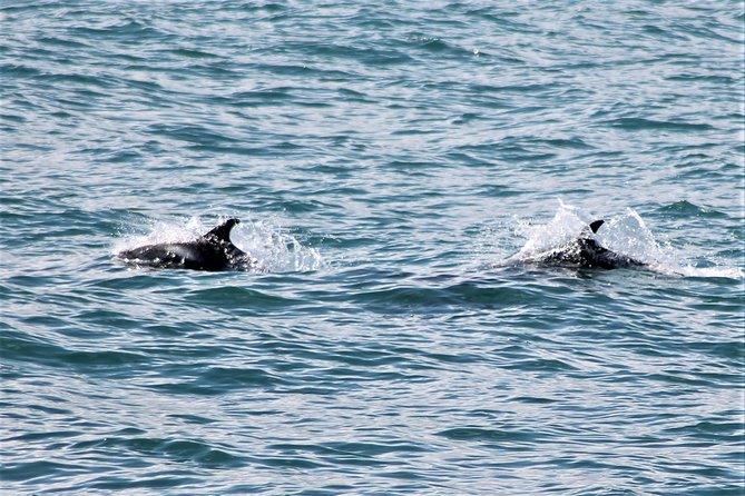 Deluxe Whale Watching and Whales of Iceland Exhibition Combo from Reykjavik - What You Can Spot On The Atlantic Cruise (Minke, Humpbacks, Dolphins)