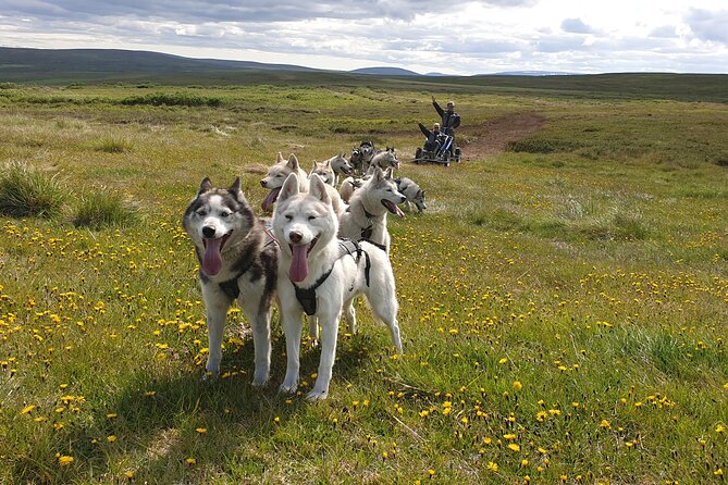 Dog Sledding and Mushing Experience by Siberian Husky in Iceland - Key takeaways before you book
