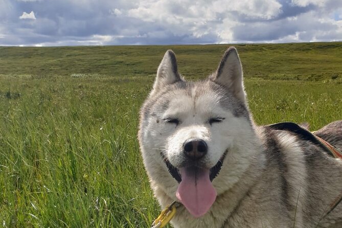 Dog Sledding and Mushing Experience by Siberian Husky in Iceland - Why a dry-land husky cart tour in North Iceland is a special kind of fun