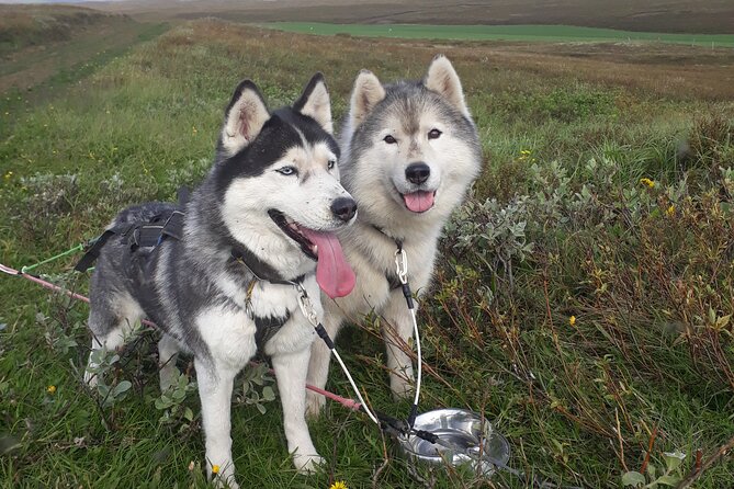 Dog Sledding and Mushing Experience by Siberian Husky in Iceland - Finding Snow DogsVallholt and getting ready (9:00 am start)