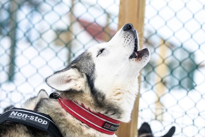 Dog Sledding Tour near Akureyri - Key reasons this husky sled ride is so loved