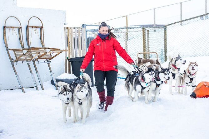 Dog Sledding Tour near Akureyri - Where You Meet Your Huskies, and Why the Setting Matters