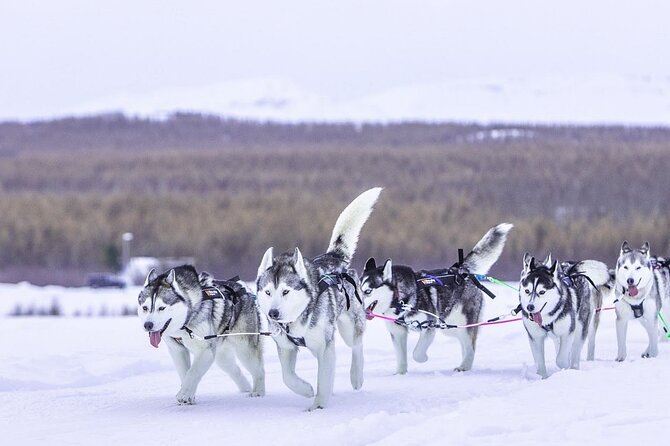 Dog Sledding Tour near Akureyri - The Dog Sled Ride: Woods, Hills, Fjords, and Real Quiet