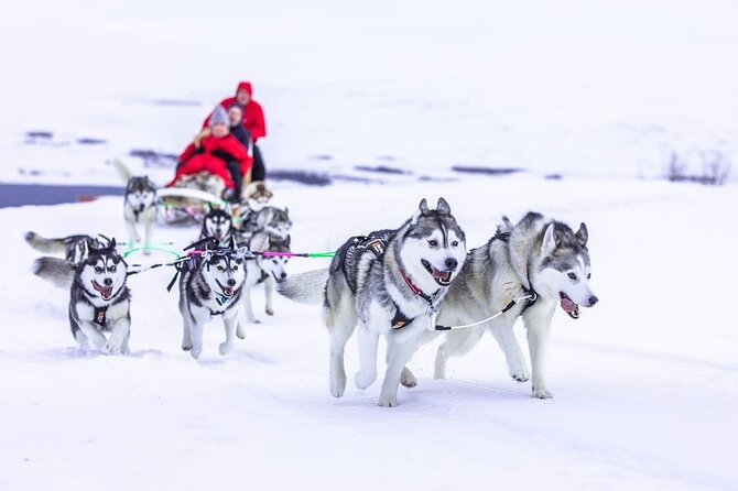 Dog Sledding Tour near Akureyri - What You’re Really Paying For: Value at $468.09 Per Person