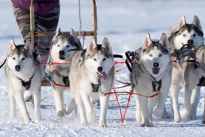 Dog Sledding Tour near Akureyri - Weather Rules, and How to Plan Around Them