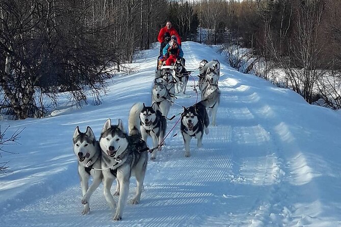 Dog Sledding Tour near Akureyri - Who This Tour Suits Best (And Who Might Want Something Else)