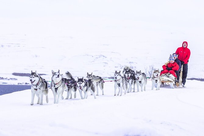 Dog Sledding Tour near Akureyri - The Start of the Experience: Meet the Dogs, Then Get Oriented