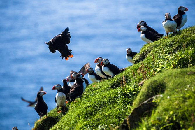 Exclusive Westman Islands Adventure - A Private Day Tour - The ferry day to Vestmannaeyjabær, and how to pace yourself