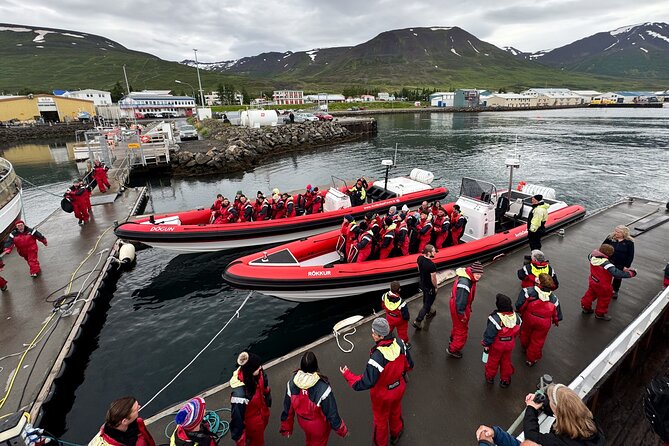 Express Whale Watching in Dalvik - Key highlights that matter (not just nice-to-haves)
