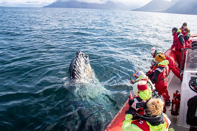 Express Whale Watching in Dalvik - Speedy RIB whale watching from Dalvik, kept small and efficient