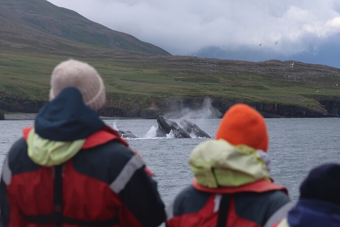 Express Whale Watching in Dalvik - Timing, booking rhythm, and what a two-hour window really means