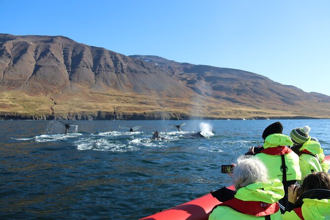 Express Whale Watching in Dalvik - Practical expectations: what you can and cannot control