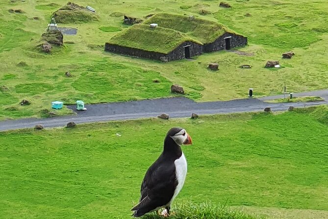 Eyjascooter Puffin Tour in Iceland - Key things I’d book for on this Eyjascooter Puffin Tour