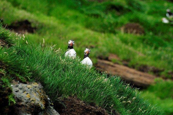 Eyjascooter Puffin Tour in Iceland - Scooter training and safety gear that make the ride feel manageable