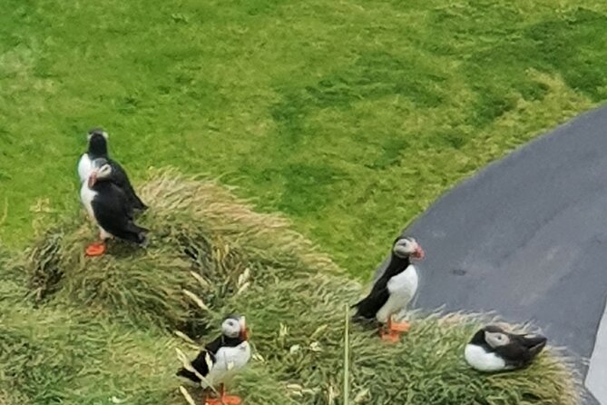 Eyjascooter Puffin Tour in Iceland - How the tour runs, from Skildingavegur to Sea Life Trust