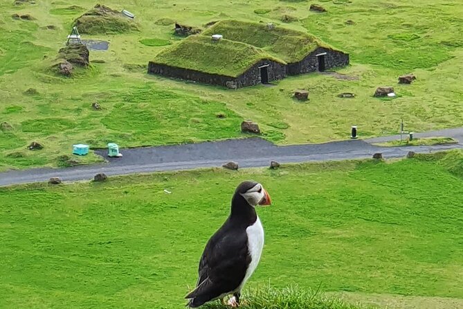 Eyjascooter volcano tour in Westman Island - Westman Islands Stop: Puffins, Birds, Sheep, and Horse Views