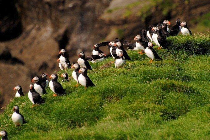 Eyjascooter volcano tour in Westman Island - Should You Book Eyjascooter for the Westman Islands?