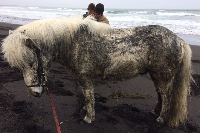 Family Horse Riding Tour in Thorlakshofn - Price and value: what $180 buys you in Iceland